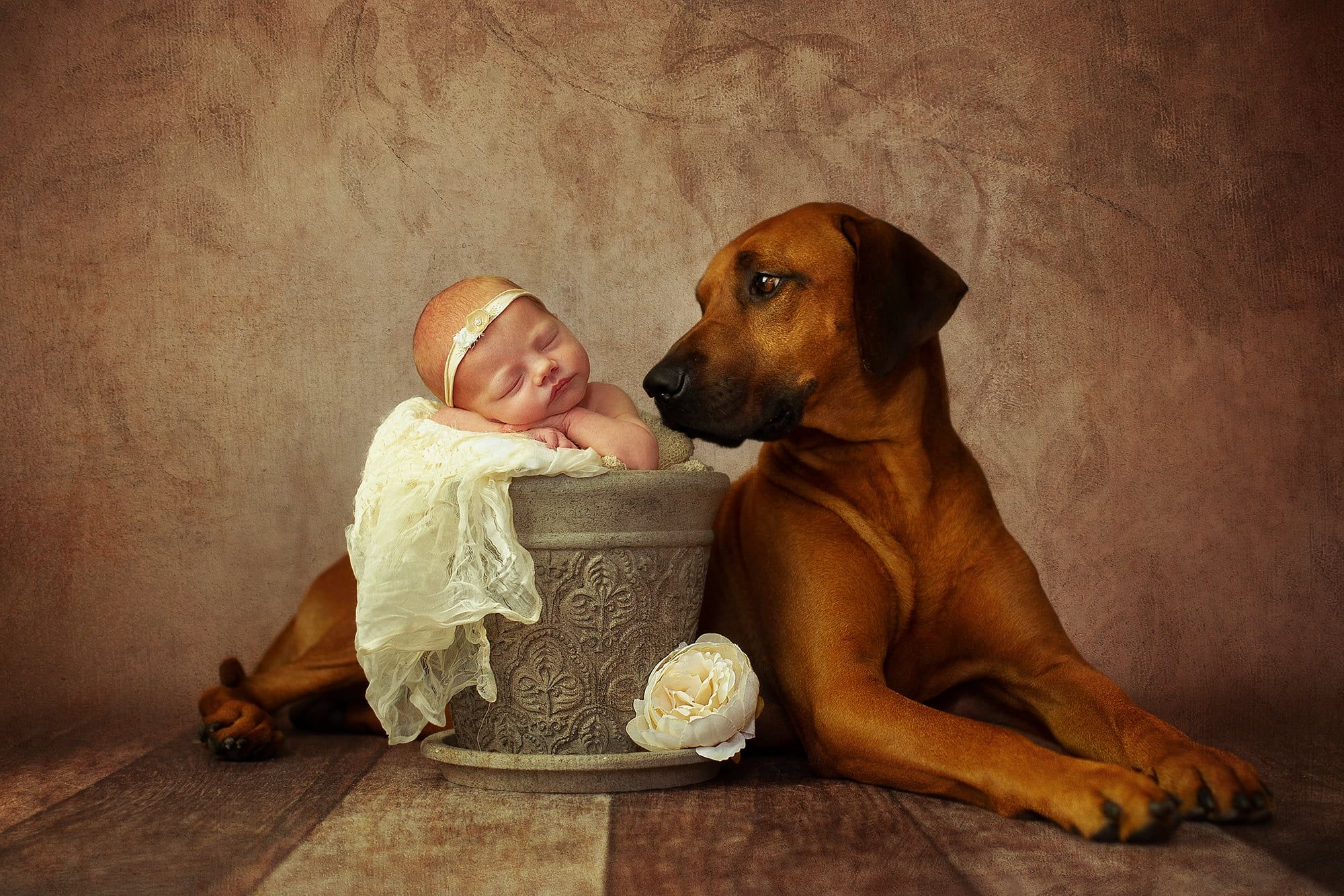 A baby sits asleep in a kind of gray stone flower pot. Next to it is a large, brown dog that has turned its head to the baby and is looking at it friendly.