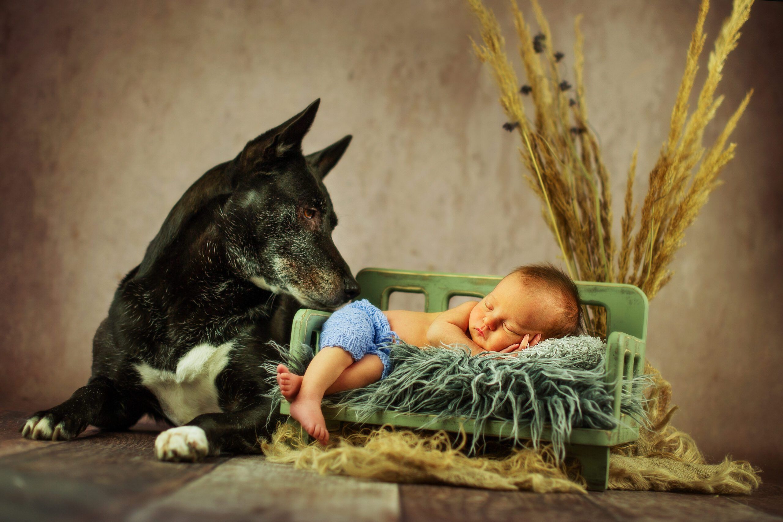 A baby is lying on a small green bench on a cozy blanket. Straw looms in the background. A medium-sized, black dog leans a little over the baby from the foot end.