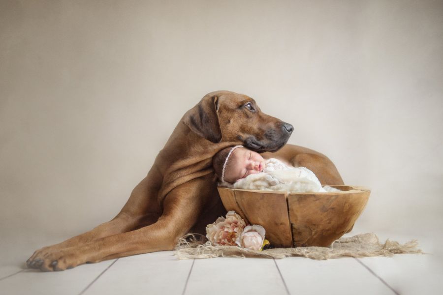 Babyfotografie Hamburg mit Hund. Auf dem Bild zu sehen ist ein Baby in einer kleinen Schale, links daneben ein großer Hund, welcher friedlich den Kopf über das Baby legt.