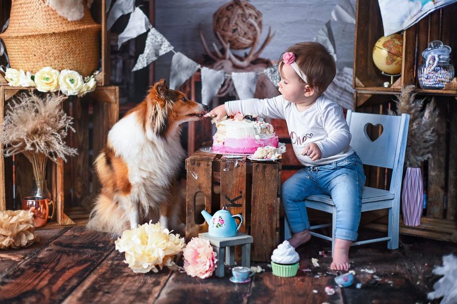 Cake Smash Fotoshooting mit Hund. Ein Baby sitzt neben einer Torte und hat die Hände voller Kuchen. Auf der anderen Seit sitzt ein Hund leckt dem Baby an den Fingern.