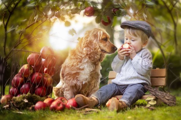 Ein kleiner Junge sitz im Garten auf einer kleinen Bank und beißt in einen Apel. Neben ihm ein Hund, der neidisch auf den Apfel schaut.