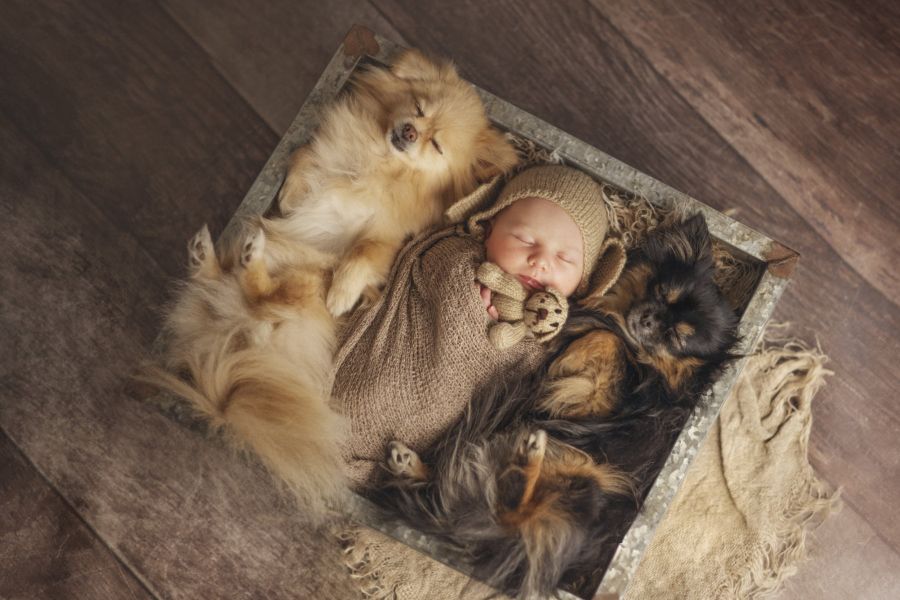 Babyfotoshooting mit zwei Hunden. In einer kleinen, flachen und offenen Kiste liegt eingewickelt in eine kleine Decke ein Baby. Rechts davon schmiegt sich ein kleiner Hund, links davon schmiegt sich ebenfalls ein kleiner Hund an.